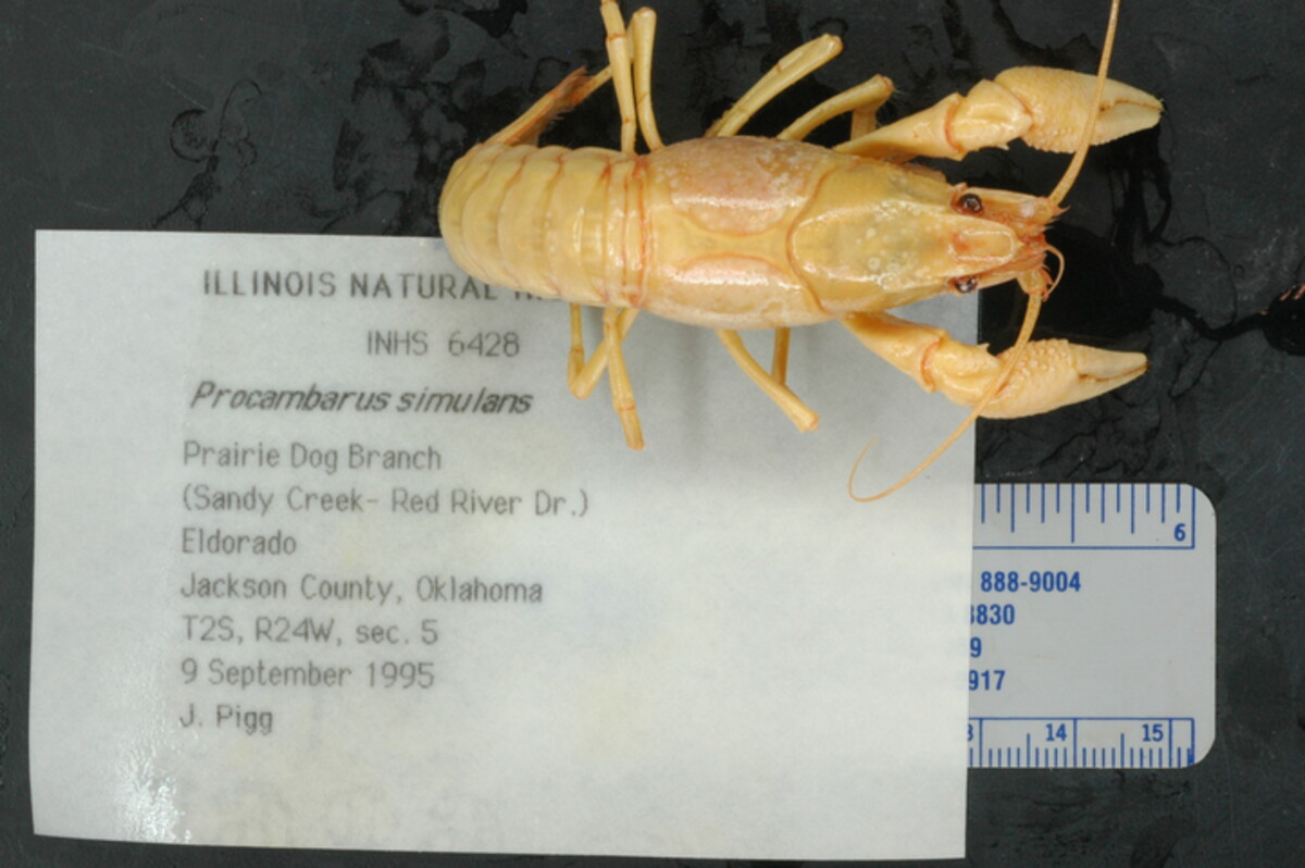 Procambarus simulans image